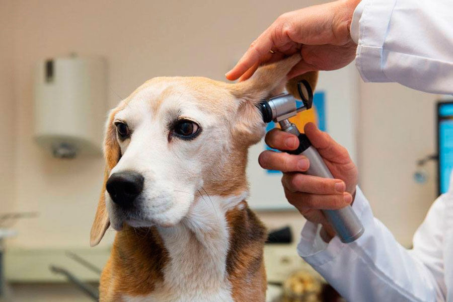 Acari dell'orecchio nei cani: diagnosi
